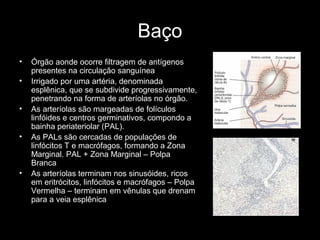 Baço
• Órgão aonde ocorre filtragem de antígenos
presentes na circulação sanguínea
• Irrigado por uma artéria, denominada
esplênica, que se subdivide progressivamente,
penetrando na forma de arteríolas no órgão.
• As arteríolas são margeadas de folículos
linfóides e centros germinativos, compondo a
bainha periateriolar (PAL).
• As PALs são cercadas de populações de
linfócitos T e macrófagos, formando a Zona
Marginal. PAL + Zona Marginal – Polpa
Branca
• As arteríolas terminam nos sinusóides, ricos
em eritrócitos, linfócitos e macrófagos – Polpa
Vermelha – terminam em vênulas que drenam
para a veia esplênica
 