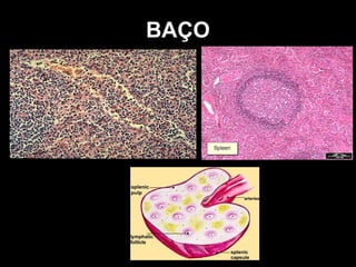 BAÇO
 