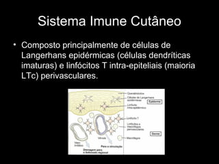 Sistema Imune Cutâneo
• Composto principalmente de células de
Langerhans epidérmicas (células dendríticas
imaturas) e linfócitos T intra-epiteliais (maioria
LTc) perivasculares.
 