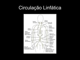 Circulação Linfática
 