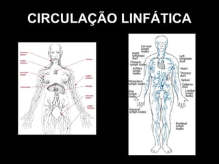 CIRCULAÇÃO LINFÁTICA
 