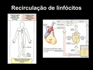 Recirculação de linfócitos
 