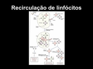 Recirculação de linfócitos
 