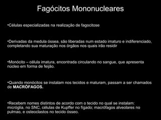 Fagócitos Mononucleares
•Células especializadas na realização de fagocitose
•Derivadas da medula óssea, são liberadas num estado imaturo e indiferenciado,
completando sua maturação nos órgãos nos quais irão residir
•Monócito – célula imatura, encontrada circulando no sangue, que apresenta
núcleo em forma de feijão.
•Quando monócitos se instalam nos tecidos e maturam, passam a ser chamados
de MACRÓFAGOS.
•Recebem nomes distintos de acordo com o tecido no qual se instalam:
micróglia, no SNC, células de Kupffer no fígado; macrófagos alveolares no
pulmao, e osteoclastos no tecido ósseo.
 