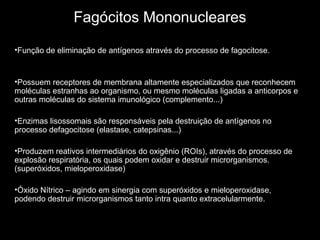 Fagócitos Mononucleares
•Função de eliminação de antígenos através do processo de fagocitose.
•Possuem receptores de membrana altamente especializados que reconhecem
moléculas estranhas ao organismo, ou mesmo moléculas ligadas a anticorpos e
outras moléculas do sistema imunológico (complemento...)
•Enzimas lisossomais são responsáveis pela destruição de antígenos no
processo defagocitose (elastase, catepsinas...)
•Produzem reativos intermediários do oxigênio (ROIs), através do processo de
explosão respiratória, os quais podem oxidar e destruir microrganismos.
(superóxidos, mieloperoxidase)
•Óxido Nítrico – agindo em sinergia com superóxidos e mieloperoxidase,
podendo destruir microrganismos tanto intra quanto extracelularmente.
 