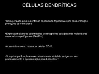 CÉLULAS DENDRÍTICAS
•Caracterizada pela sua intensa capacidade fagocítica e por possuir longas
projeções de membrana

•Expressam grandes quantidades de receptores para padrões moleculares
associados a patógenos (PAMPs)]

•Apresentam como marcador celular CD11.

•Sua principal função é o reconhecimento inicial de antígenos, seu
processamento e apresentação para Linfócitos T

 