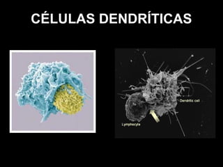 CÉLULAS DENDRÍTICAS

 