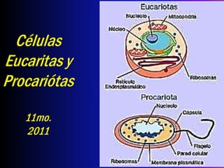 Células
Eucaritas y
Procariótas
   11mo.
   2011
 