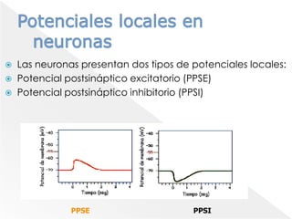 Potenciales locales en neuronasLas neuronas presentan dos tipos de potenciales locales:Potencial postsináptico excitatorio (PPSE)Potencial postsináptico inhibitorio (PPSI)PPSEPPSI