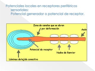 Potenciales locales en receptores periféricos sensoriales:Potencial generador o potencial de receptor.