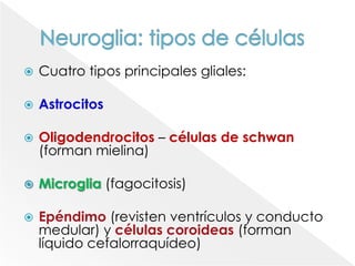 Neuroglia: tipos de célulasCuatro tipos principales gliales:
