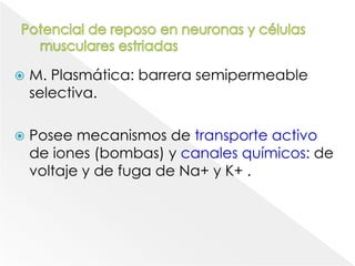 Potencial de reposo en neuronas y células musculares estriadasM. Plasmática: barrera semipermeable selectiva. Posee mecanismos de transporte activo de iones (bombas) y canales químicos: de voltaje y de fuga de Na+ y K+ .