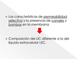 Las características de permeabilidadselectiva y la presencia de canales y bombas en la membrana     Composición del LIC diferente a la del líquido extracelular LEC.