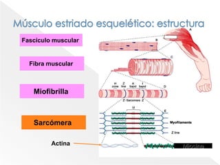 Acción de la acetilcolinaActúa a través de su unión a receptores:Los receptores nicotínicos están en el músculo esquelético. Los receptores muscarínicos están en el músculo liso