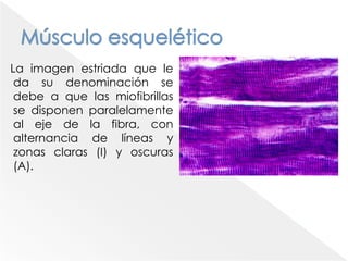 Unidad motoraCerca de la unión neuromuscular el axón pierde su capa de mielina y se ramifica en miles de finas ramas terminales ensanchadas en el extremo, llamadas botón terminal.Cada botón terminal hace sinapsis con una fibra muscular.El axón y las fibras musculares inervadas por él se denomina UNIDAD MOTORA.