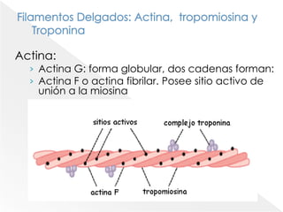 Tipos de músculos y fibras muscularesa. Según su localización y función:Músculo estriado esquelético (locomoción y postura)Músculo estriado cardíacoMúsculo visceral: forma la pared de los órganos internos (vísceras huecas) y vasos sanguíneos.b.Según estructura microscópica: estriado y liso.c. Según la regulación de su actividad: 	voluntarios o involuntarios.