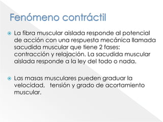 Proteínas reguladorasTroponina: Complejo de tres prot. Globulares (T, I, C)Troponina T: Se une a tropomiosinaTroponina I: Junto con tropomiosina inhibe la interaccion Actina miosinaTroponina C: Se une al Calcio. Inicia la contraccion.Tropomiosina: Prot. Filamentosa que, en reposo, bloquea los sitios activos de la actina. Bloquea el sitio de unión con miosina.Fuente: Guyton, A: Bases fisiológicas de la práctica médica. (2005)