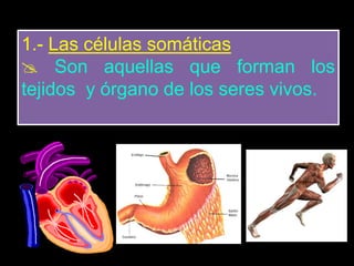 1.- Las células somáticas
 Son aquellas que forman los
tejidos y órgano de los seres vivos.
 