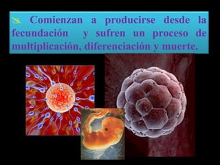  Comienzan a producirse desde la
fecundación y sufren un proceso de
multiplicación, diferenciación y muerte.
 