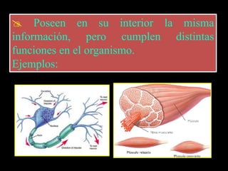  Poseen en su interior la misma
información, pero cumplen distintas
funciones en el organismo.
Ejemplos:
 