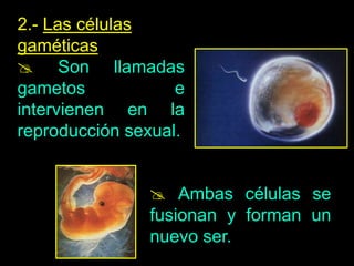 2.- Las células
gaméticas
 Son llamadas
gametos e
intervienen en la
reproducción sexual.
 Ambas células se
fusionan y forman un
nuevo ser.
 