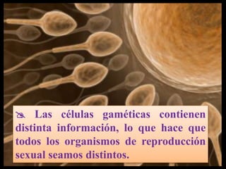  Las células gaméticas contienen
distinta información, lo que hace que
todos los organismos de reproducción
sexual seamos distintos.
 