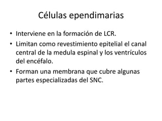 Células ependimarias
• Interviene en la formación de LCR.
• Limitan como revestimiento epitelial el canal
central de la medula espinal y los ventrículos
del encéfalo.
• Forman una membrana que cubre algunas
partes especializadas del SNC.
 