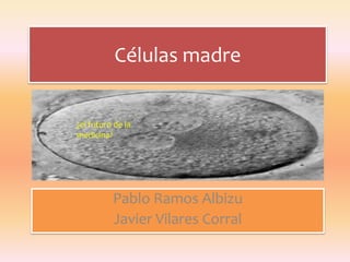 Células madre ¿el futuro de la medicina? Pablo Ramos Albizu Javier Vilares Corral 