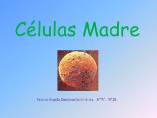 Células Madre
Franco Angelo Cunyarache Jiménez. 6°”A”. N°19.
 