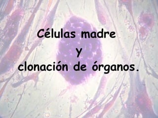 Células madre  y clonación de órganos. 