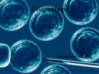 Células Madre
Álvaro Bernad. 1ºC
 