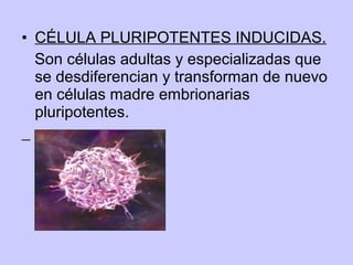 • CÉLULA PLURIPOTENTES INDUCIDAS.
Son células adultas y especializadas que
se desdiferencian y transforman de nuevo
en células madre embrionarias
pluripotentes.

 
