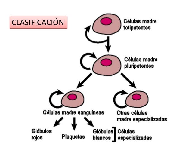 Células madre