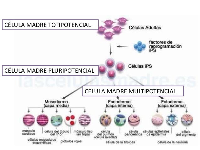 Células madre