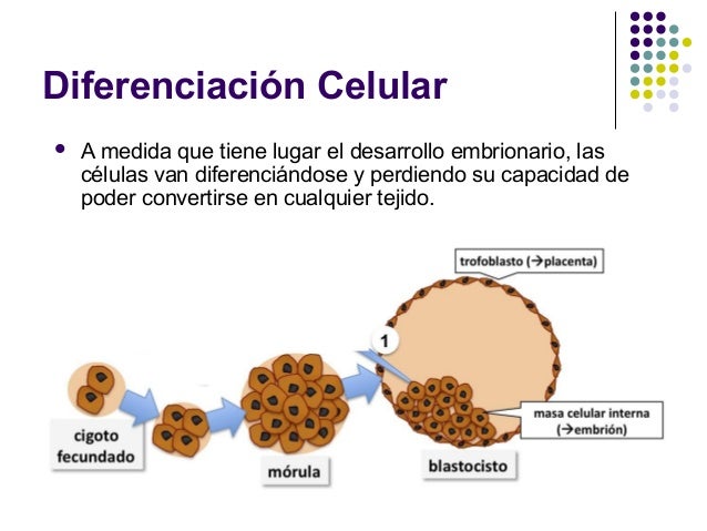 El Desarrollo Embrionario Y La Diferenciacion Celular Consejos Celulares