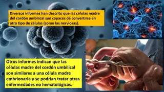 Otros informes indican que las
células madre del cordón umbilical
son similares a una célula madre
embrionaria y se podrían tratar otras
enfermedades no hematológicas.
Diversos informes han descrito que las células madre
del cordón umbilical son capaces de convertirse en
otro tipo de células (como las nerviosas).
 
