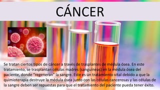CÁNCER
Se tratan ciertos tipos de cáncer a través de trasplantes de médula ósea. En este
tratamiento, se trasplantan células madres (sanguíneas) en la médula ósea del
paciente, donde “regeneran” la sangre. Este es un tratamiento vital debido a que la
quimioterapia destruye la médula ósea junto con las células cancerosas y las células de
la sangre deben ser repuestas para que el tratamiento del paciente pueda tener éxito.
 