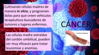CÁNCER
Cultivando células madres de
manera in vitro, y programán-
dolas para que creen vehículos
terapéuticos buscadores de
tumores y lugares enfermos.
Las células madre extraídas
del cordón umbilical, pueden
ser muy eficaces para tratar
leucemias y anemias.
 