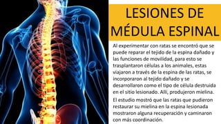 LESIONES DE
MÉDULA ESPINAL
Al experimentar con ratas se encontró que se
puede reparar el tejido de la espina dañado y
las funciones de movilidad, para esto se
trasplantaron células a los animales, estas
viajaron a través de la espina de las ratas, se
incorporaron al tejido dañado y se
desarrollaron como el tipo de célula destruida
en el sitio lesionado. Allí, produjeron mielina.
El estudio mostró que las ratas que pudieron
restaurar su mielina en la espina lesionada
mostraron alguna recuperación y caminaron
con más coordinación.
 