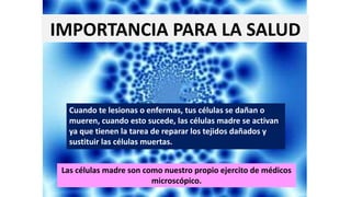 IMPORTANCIA PARA LA SALUD
Cuando te lesionas o enfermas, tus células se dañan o
mueren, cuando esto sucede, las células madre se activan
ya que tienen la tarea de reparar los tejidos dañados y
sustituir las células muertas.
Las células madre son como nuestro propio ejercito de médicos
microscópico.
 