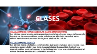 CLASES
CÉLULAS MADRE FETALES (CÉLULAS MADRE EMBRIONARIAS)
Las células madre también están presentes durante las primeras etapas del desarrollo
humano, se denominan células madre embrionarias, el trabajo natural de estas
células es el de construir todos los órganos y tejidos del cuerpo.
CÉLULAS MADRE ADULTAS
Las células madre adultas hacen referencia a cualquier célula que se encuentre en un
organismo desarrollado y que tiene dos propiedades: la capacidad de dividirse y
crear otra célula igual a sí misma y la de dividirse para crear una célula diferente de sí
misma. También es conocida como célula somática
 