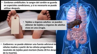 • Cordones umbilicales: la sangre del cordón se guarda
en especiales condiciones, y si es necesario se puede
utilizar después.
• Cadáveres: se puede obtener una fuente adicional de
células madres a partir de las células progenitoras
neutrales de tejidos post-mortem (hasta 20 hrs después
de la muerte).
• Tejidos u órganos adultos: se pueden
obtener de tejidos u órganos de adultos
vivos en una cirugía.
 