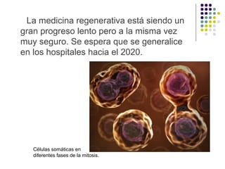 La medicina regenerativa está siendo un
gran progreso lento pero a la misma vez
muy seguro. Se espera que se generalice
en los hospitales hacia el 2020.

Células somáticas en
diferentes fases de la mitosis.

 
