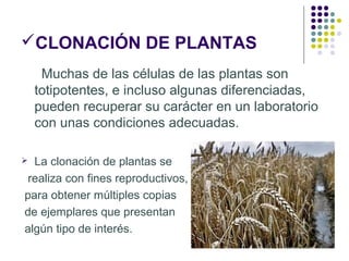 CLONACIÓN DE PLANTAS
Muchas de las células de las plantas son
totipotentes, e incluso algunas diferenciadas,
pueden recuperar su carácter en un laboratorio
con unas condiciones adecuadas.
La clonación de plantas se
realiza con fines reproductivos,
para obtener múltiples copias
de ejemplares que presentan
algún tipo de interés.



 