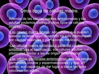 Otros tipos de células madre.
Además de las células madres embrionarias y las
adultas podemos distinguir otros tipos de células
madres:
-Las células madre fetales: son células que pueden
aislarse de fetos cuyo desarrollo ha sido interrumpido
por causas naturales o por razones médicas.
-Las células madre extraídas a partir del cordón
umbilical tras el nacimiento: son células adultas con
plasticidad similar a las de origen embrionario.
-Las células germinales embrionarias: son las células
germinales (óvulos y espermatozoides) y que, en
cultivo, son capaces de dar lugar a todos los tipos
celulares del adulto.
 