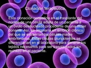 Clonación terapéutica.

Esta clonación consistiría en el trasplante del
núcleo de una célula adulta de un paciente a
un óvulo desnucleado procedente de una mujer
donante. Así, se originaría un embrión clónico
del que se extraerían las células madre
embrionarias. Estas células pluripotentes se
diferenciarían en el laboratorio para generar los
tejidos necesarios para ser trasplantados sin
rechazo en el paciente.
 