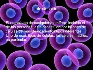 Introducción.


El organismo de cualquier mamífero, incluido el
de las personas, esta constituido por billones de
células de mas de doscientos tipos diferentes.
Uno de esos tipos de células, las células madres,
es particular.
 