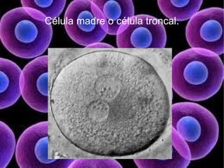 Célula madre o célula troncal.
 