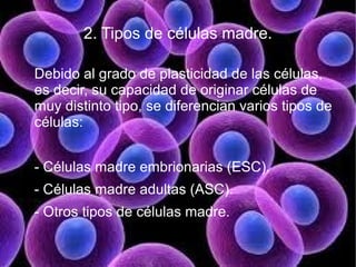 2. Tipos de células madre.

Debido al grado de plasticidad de las células,
es decir, su capacidad de originar células de
muy distinto tipo, se diferencian varios tipos de
células:


- Células madre embrionarias (ESC).
- Células madre adultas (ASC).
- Otros tipos de células madre.
 