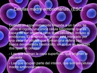 Células madre embrionarias. (ESC)


Cuando un espermatozoide fecunda a un óvulo, se
forma el cigoto, una única célula totipotente que es
capaz de dar origen a otros tipos celulares, incluso a
embriones. El embrión temprano está integrado por
una serie de células que forman una esfera casi
hueca denominada blastocisto, en el que se aprecian
dos tipos de células:
- Las que forman la capa superficial, que originan la
placenta.
- Las que ocupan parte del interior, que son las células
madre embrionarias.
 